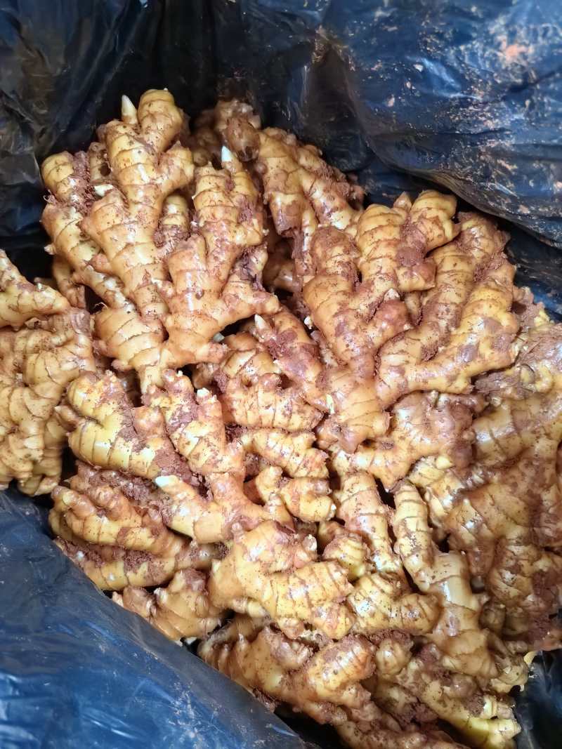 云南高原红土小黄姜