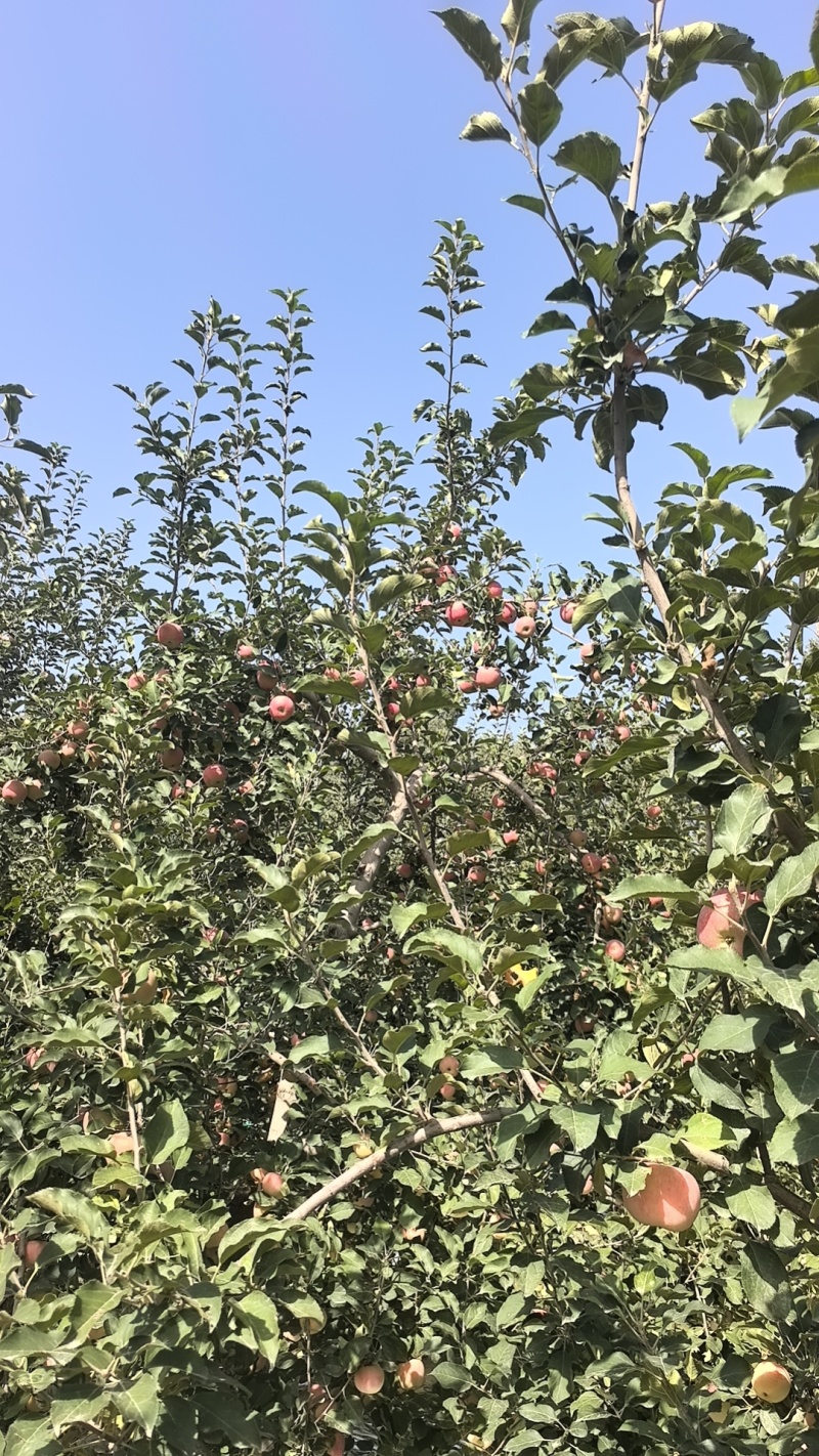 阿克苏苹果，脆爽多汁，产地直销，欢迎各位随时咨询