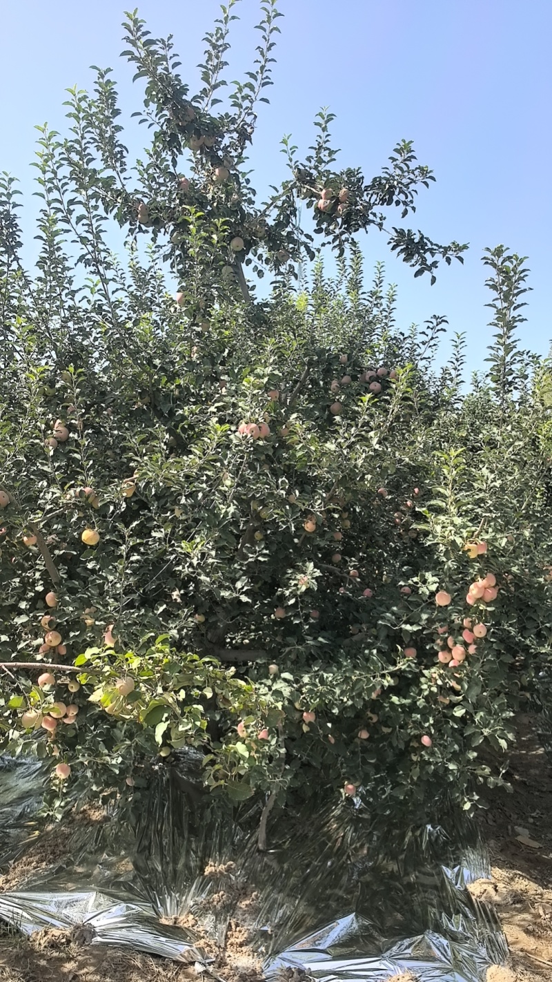 阿克苏苹果，脆爽多汁，产地直销，欢迎各位随时咨询