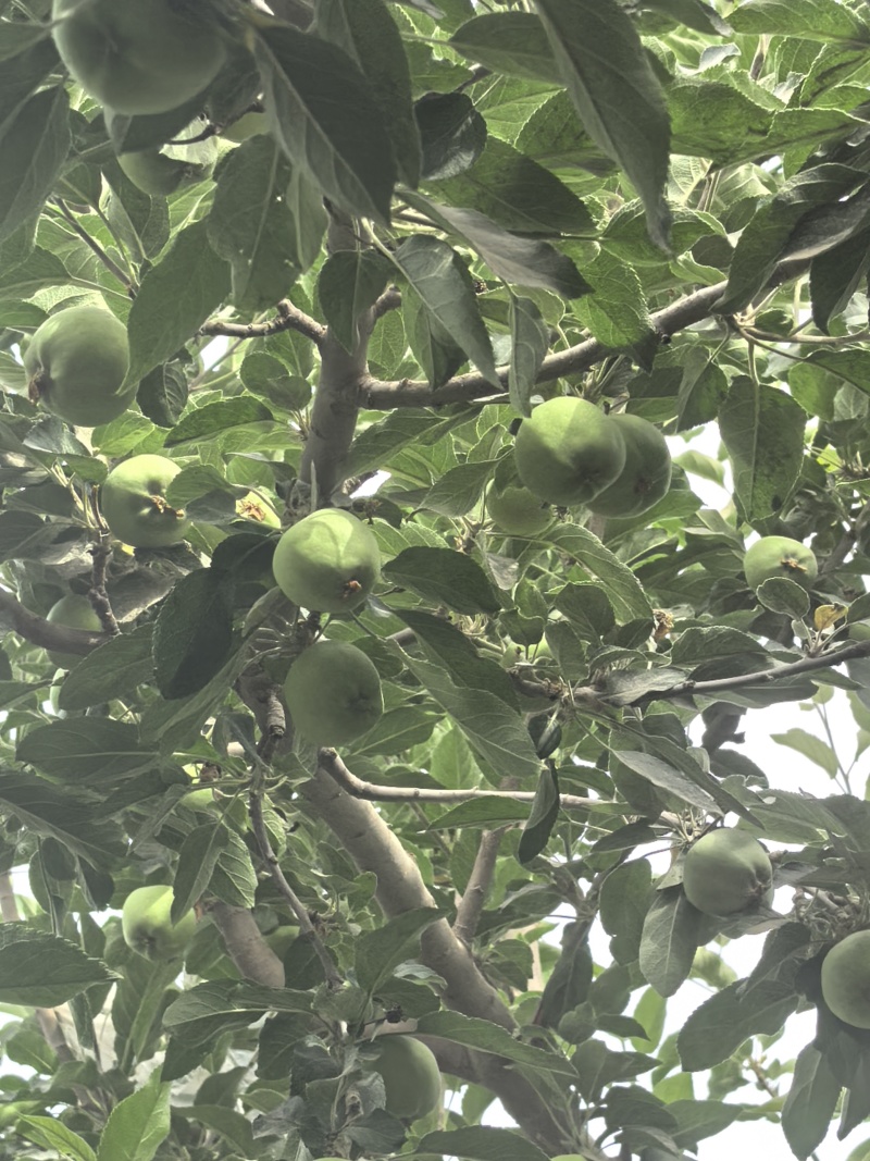 阿克苏苹果，脆爽多汁，产地直销，欢迎各位随时咨询