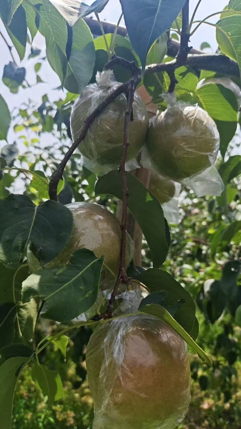 山西玉露香梨