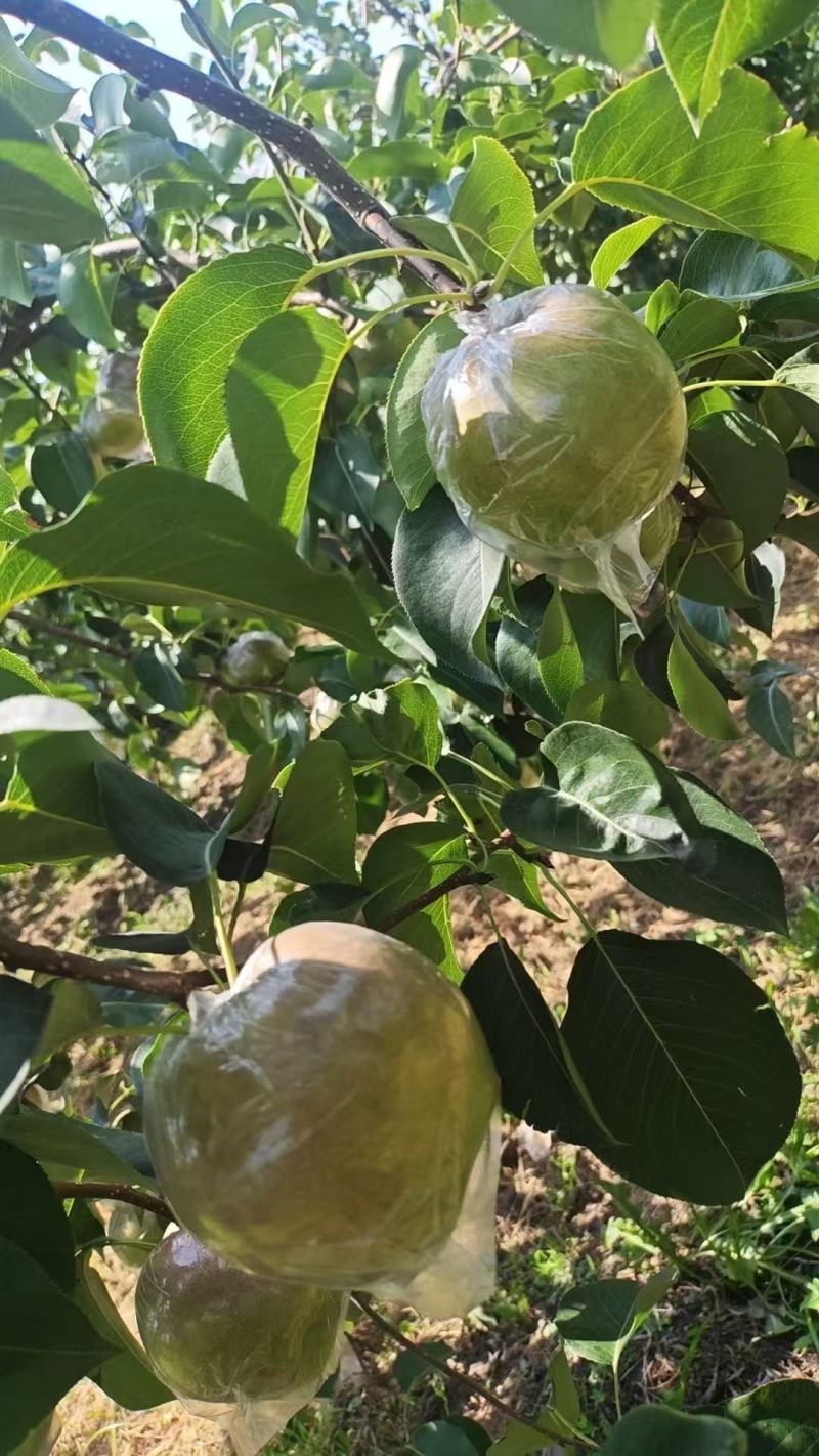 山西玉露香梨