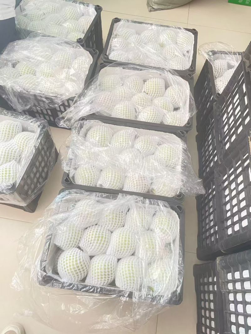 山西玉露香梨