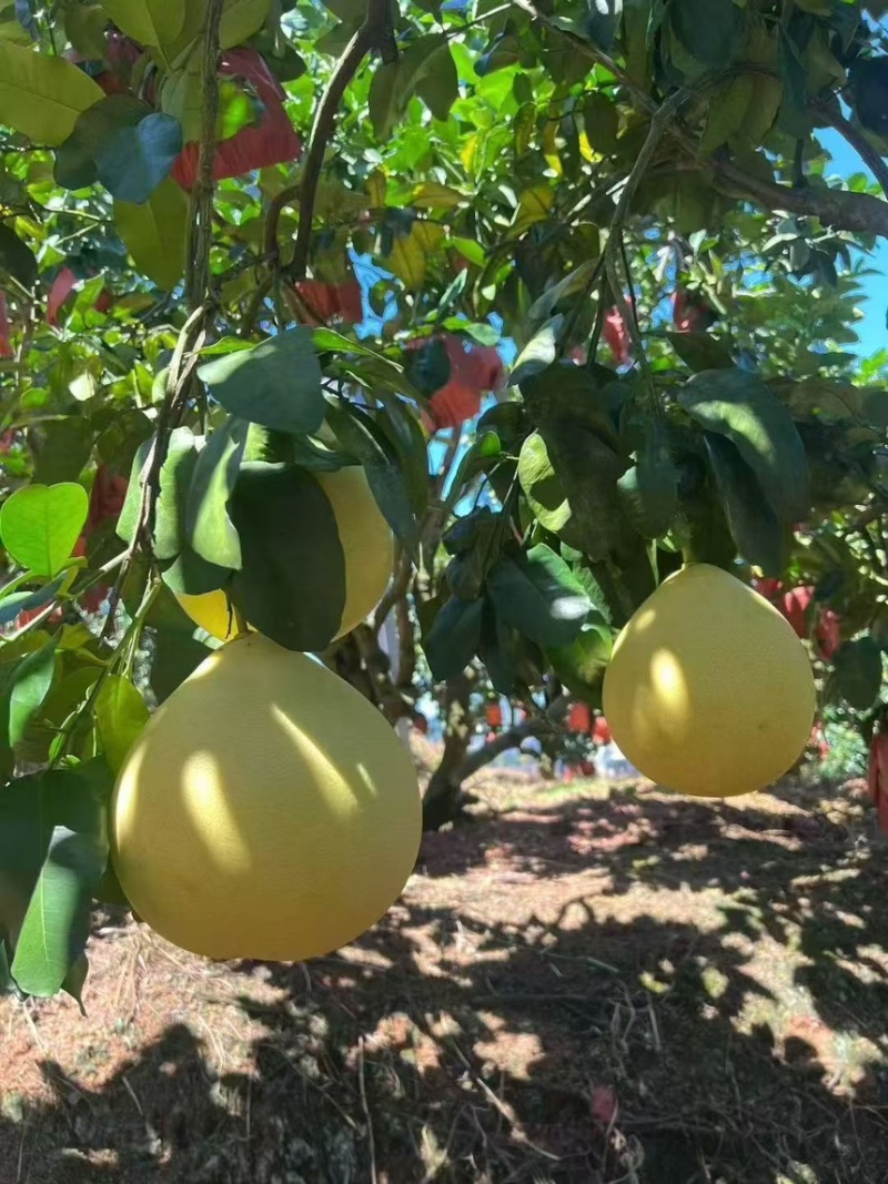 精品梅州红心蜜柚规格齐全货源充足可发往全国市场