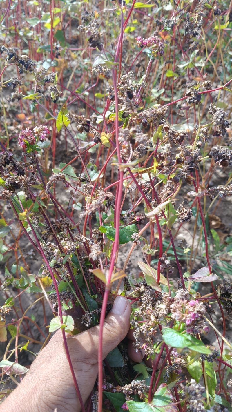 荞麦对接批发代收代卖自家种植，对接商场超市
