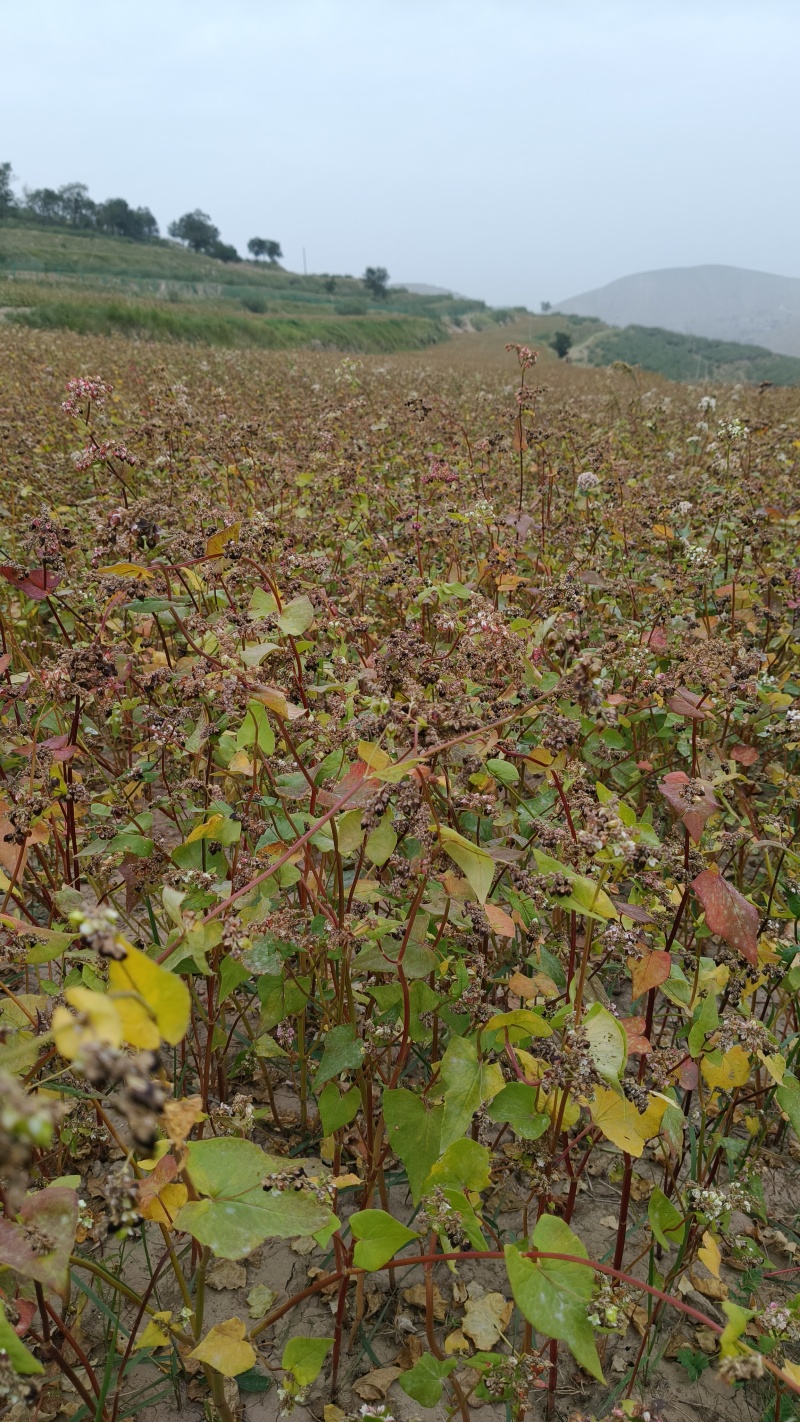 荞麦对接批发代收代卖自家种植，对接商场超市