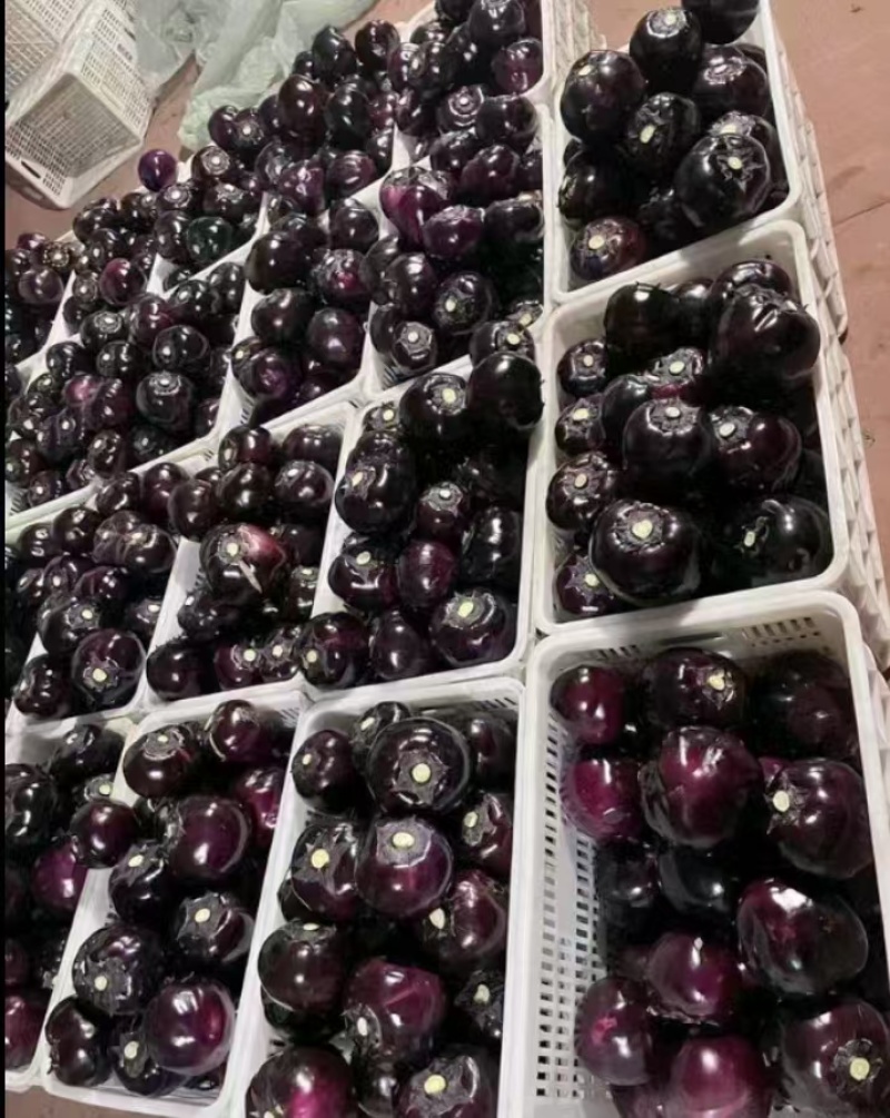 精品快园茄，个大，匀实，无虫眼，量大