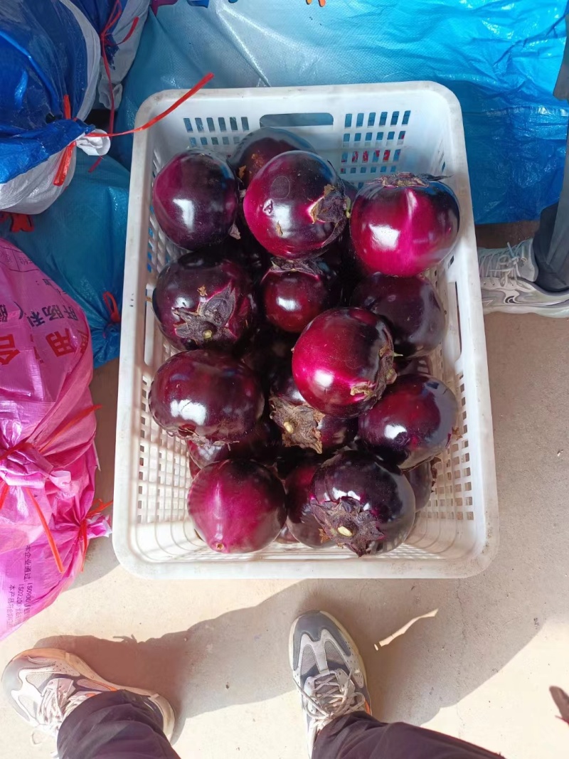 精品快园茄，个大，匀实，无虫眼，量大