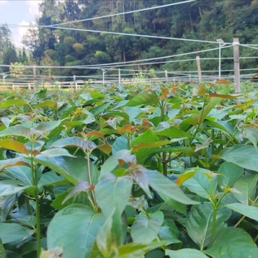 贵州钩藤苗大量供应基地直发量大，从优规格齐全