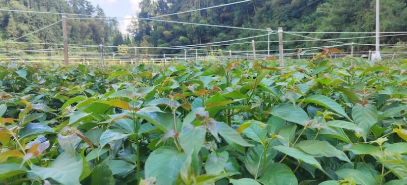 贵州钩藤苗大量供应基地直发量大，从优规格齐全