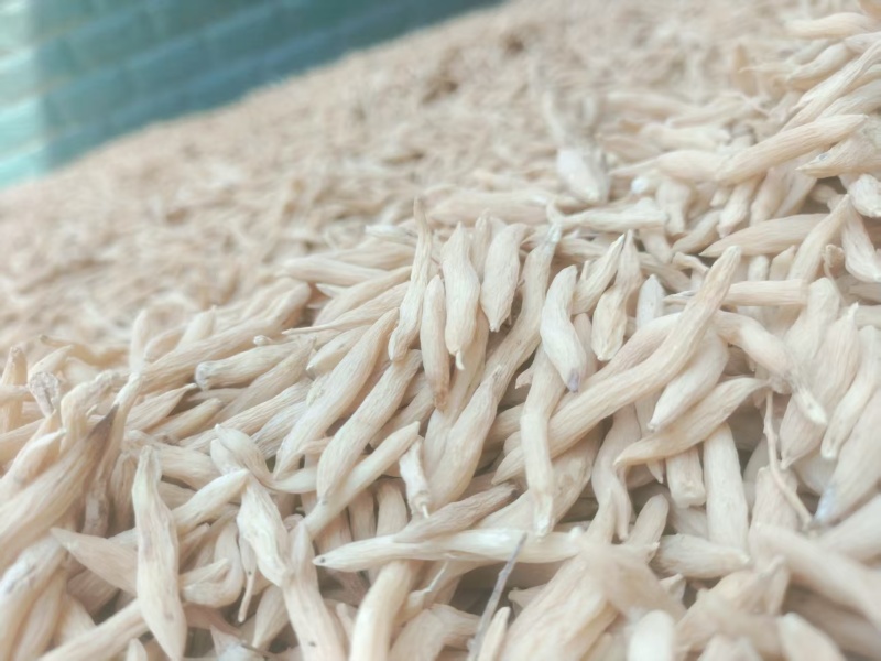 山东菏泽麦冬/菏泽麦冬质量保证一手货源，价格公道全国发货