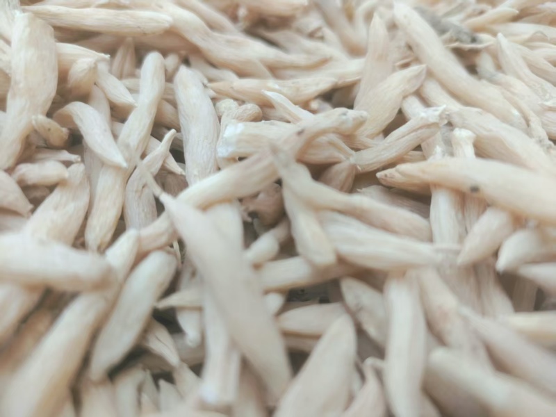 山东菏泽麦冬/菏泽麦冬质量保证一手货源，价格公道全国发货