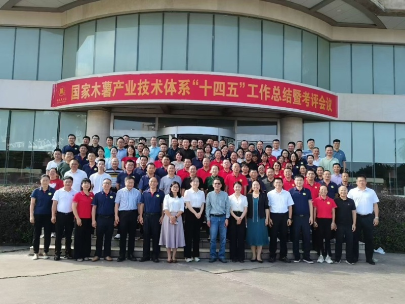 黄心木薯，5000亩基地，接代办，接加工。