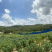 黄心木薯，5000亩基地，接代办，接加工。
