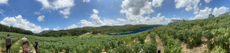 黄心木薯，5000亩基地，接代办，接加工。