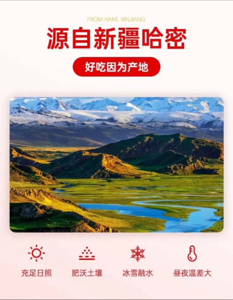 新疆哈密大枣，五堡大枣，大量发售，自有清洗加工厂