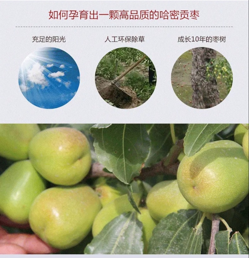 新疆哈密大枣，五堡大枣大量发售，货源充足，自有清洗加工厂