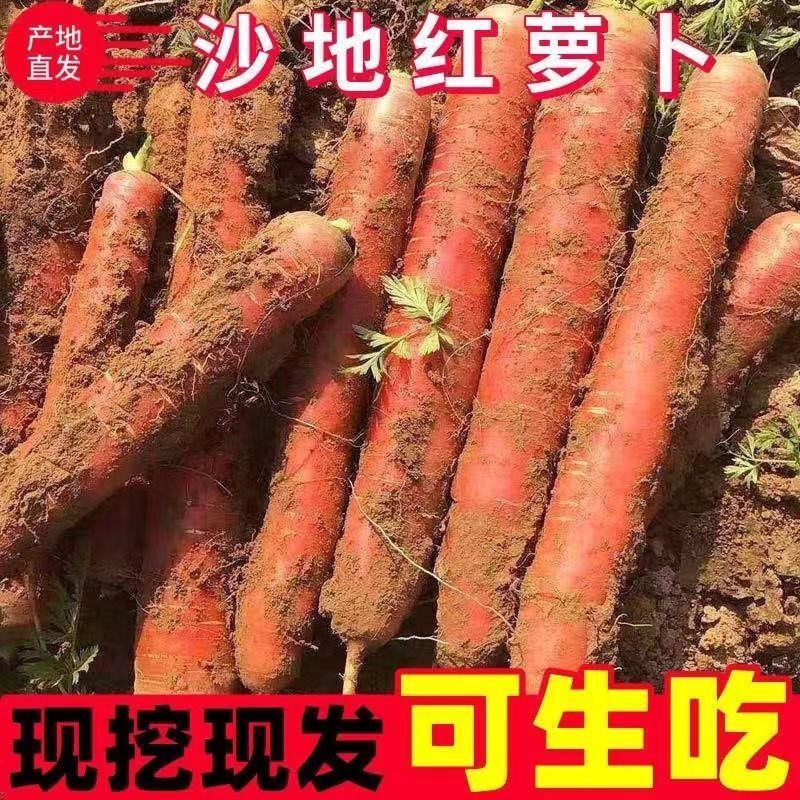 《水果胡萝卜》河北基地直发对接全国量大从优一条龙服务