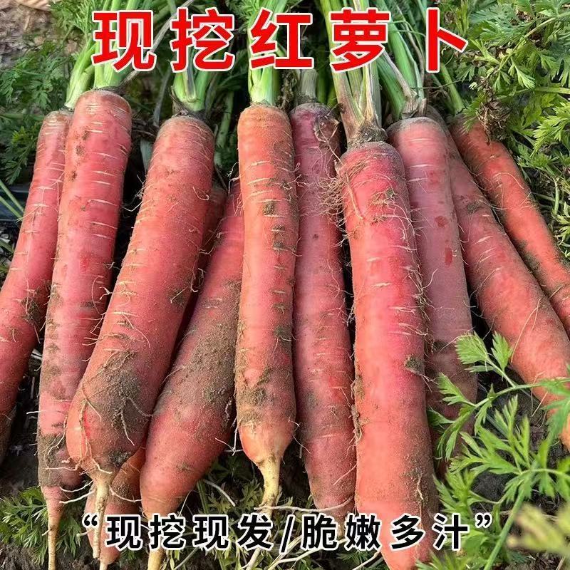 《水果胡萝卜》河北基地直发对接全国量大从优一条龙服务