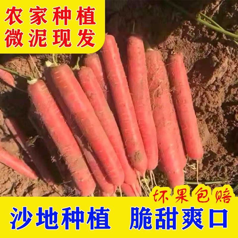 《水果胡萝卜》河北基地直发对接全国量大从优一条龙服务