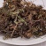 正品肺心草中药材克四川非肺筋草梅花草白侧耳无硫肺心草