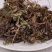 正品肺心草中药材克四川非肺筋草梅花草白侧耳无硫肺心草