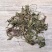 正品肺心草中药材克四川非肺筋草梅花草白侧耳无硫肺心草