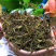 麝香草中药材别名百里香毛射香五凉草饼草批发供应
