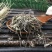 麝香草中药材别名百里香毛射香五凉草饼草批发供应