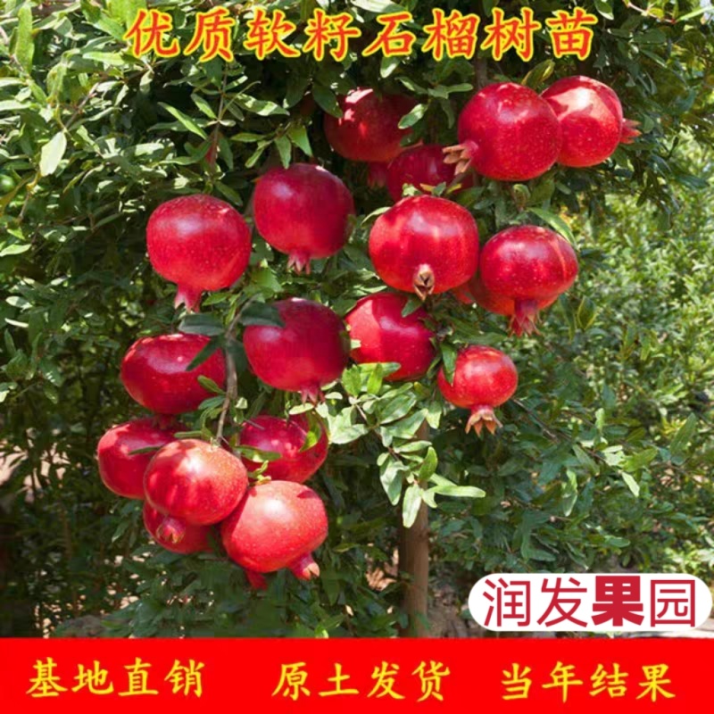 果园直发突尼斯软籽石榴黑籽蒙阳红甜石榴包品种成活率