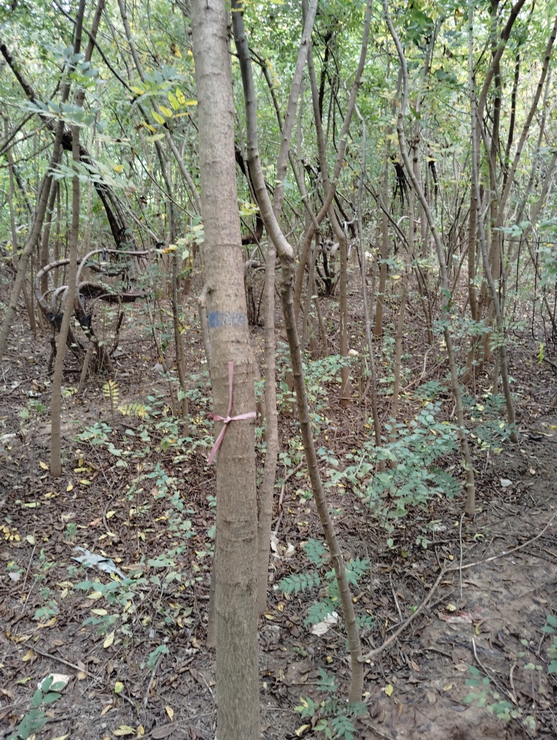 黄连木
