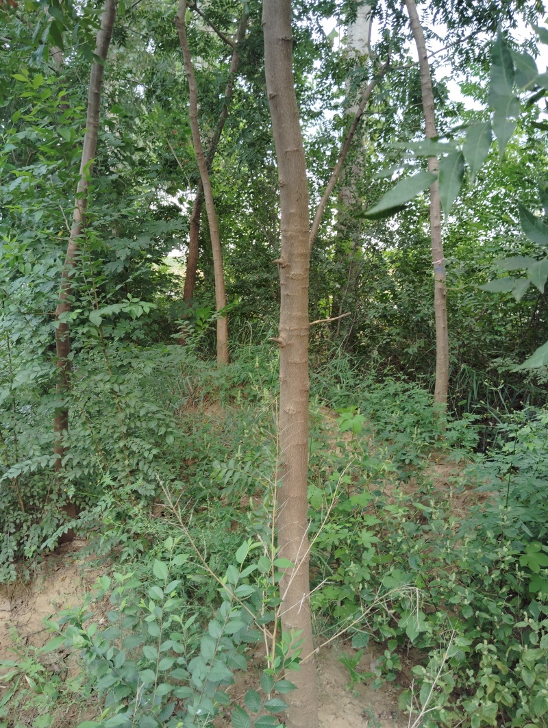 黄连木
