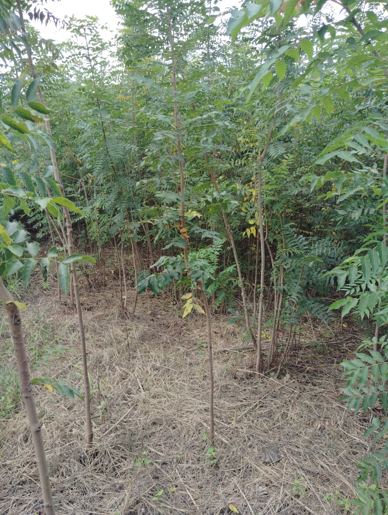 黄连木