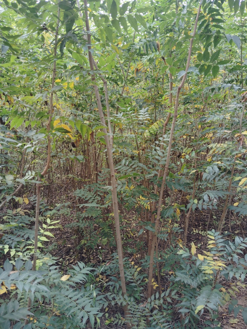 黄连木