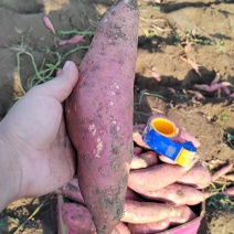 烟薯安徽红薯大量上市了，基地直发量大，对接全部市场