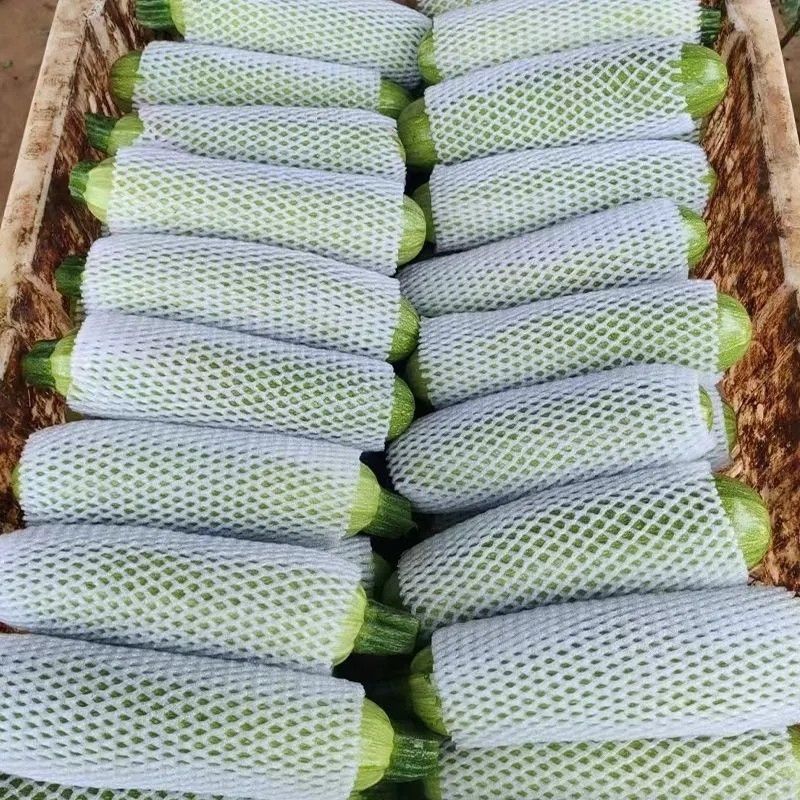西葫芦精品西葫芦四川西葫芦现货大量供应对接各大市场量大优