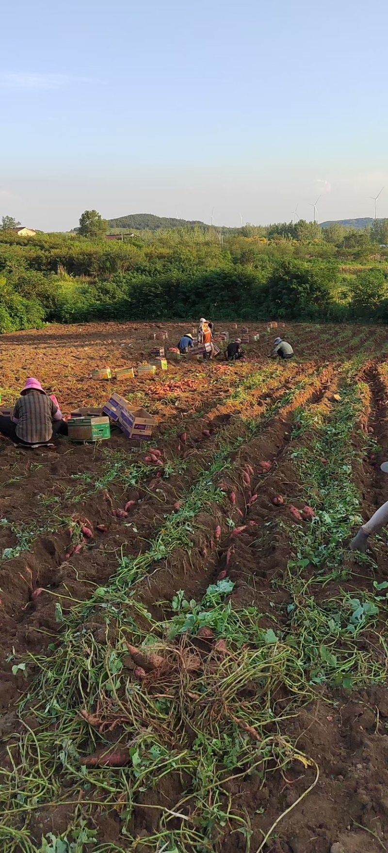 烟薯安徽红薯大量上市了，基地直发量大，对接全部市场