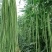 精品豇豆长豆角四川豆角产地直达专业代办无中间商全国发货