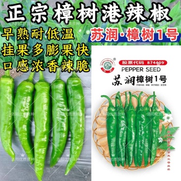 樟树港辣椒种子苏润樟树1号短羊角椒薄皮香辣绿皮青椒辣椒种