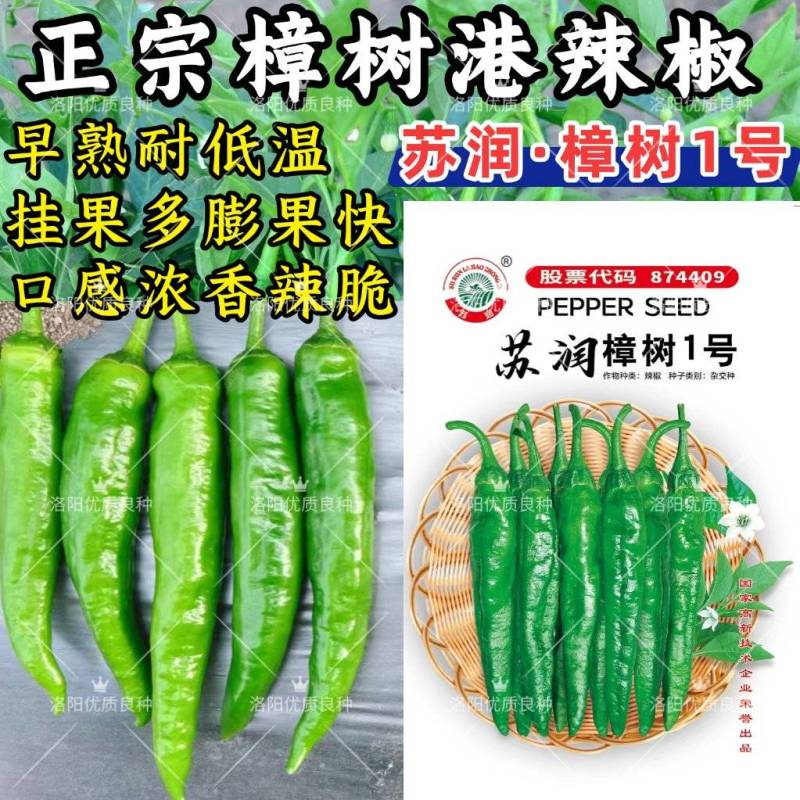 樟树港辣椒种子苏润樟树1号短羊角椒薄皮香辣绿皮青椒辣椒种