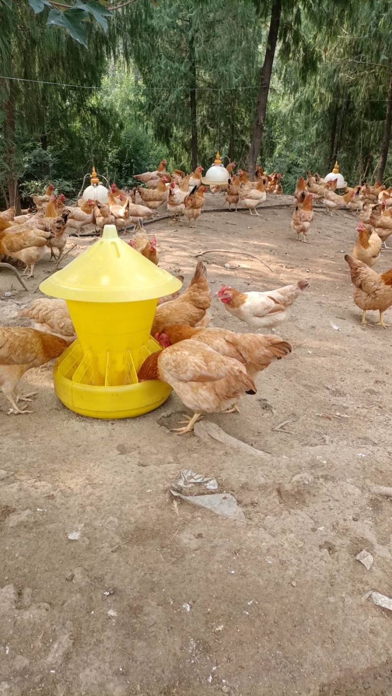 自家散养土鸡走地鸡岭南黄鸡产地出欢迎选购
