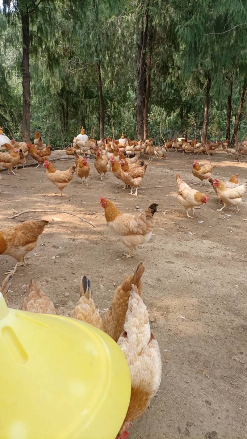 自家散养土鸡走地鸡岭南黄鸡产地出欢迎选购