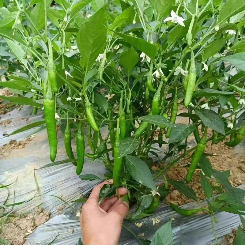 樟树港辣椒种子苏润樟树1号短羊角椒薄皮香辣绿皮青椒辣椒种