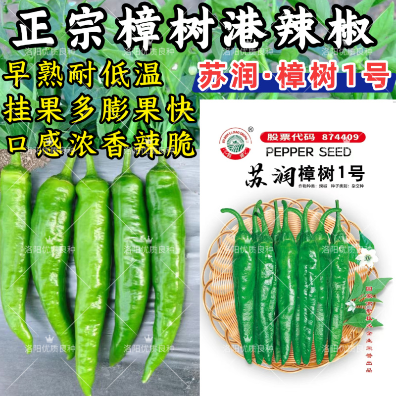樟树港辣椒种子苏润樟树1号短羊角椒薄皮香辣绿皮青椒辣椒种