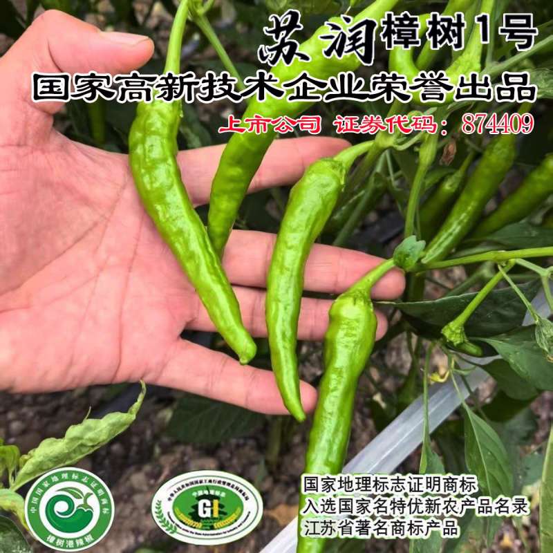 樟树港辣椒种子苏润樟树1号短羊角椒薄皮香辣绿皮青椒辣椒种