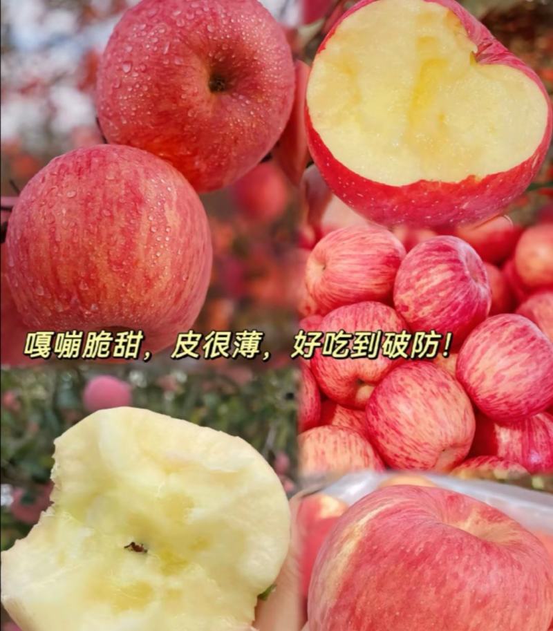 山东红富士苹果，自家种植80+以上好果，两万斤