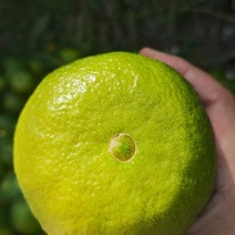 早熟蜜橘