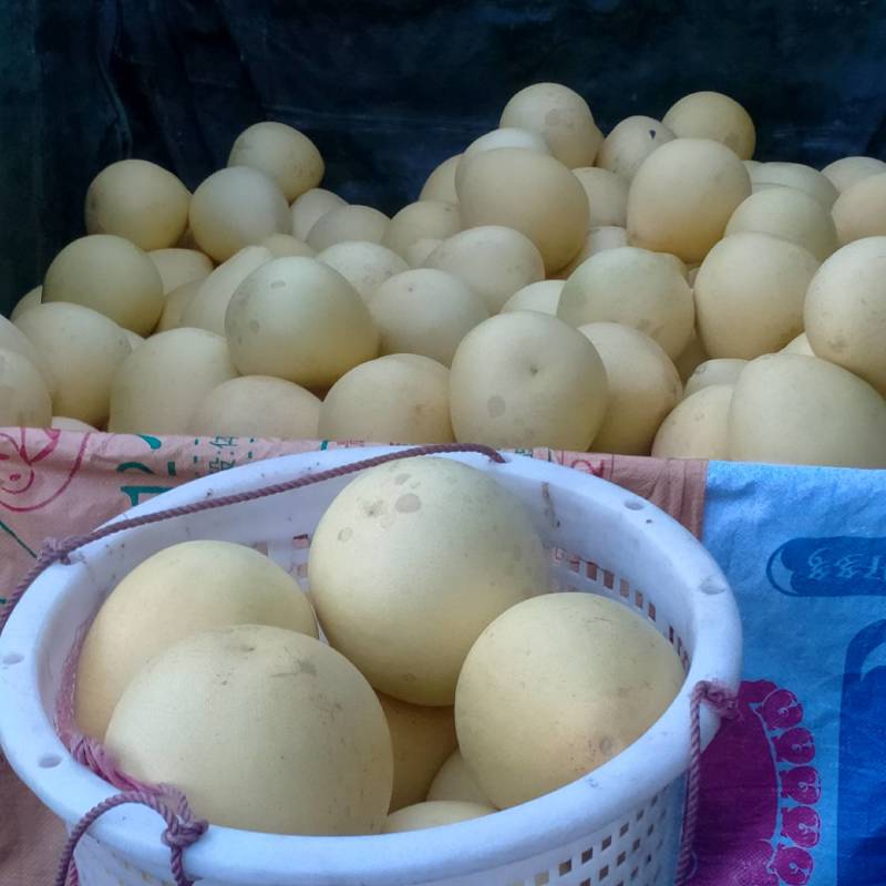 红心柚，精品果，果肉多汁，香甜可囗