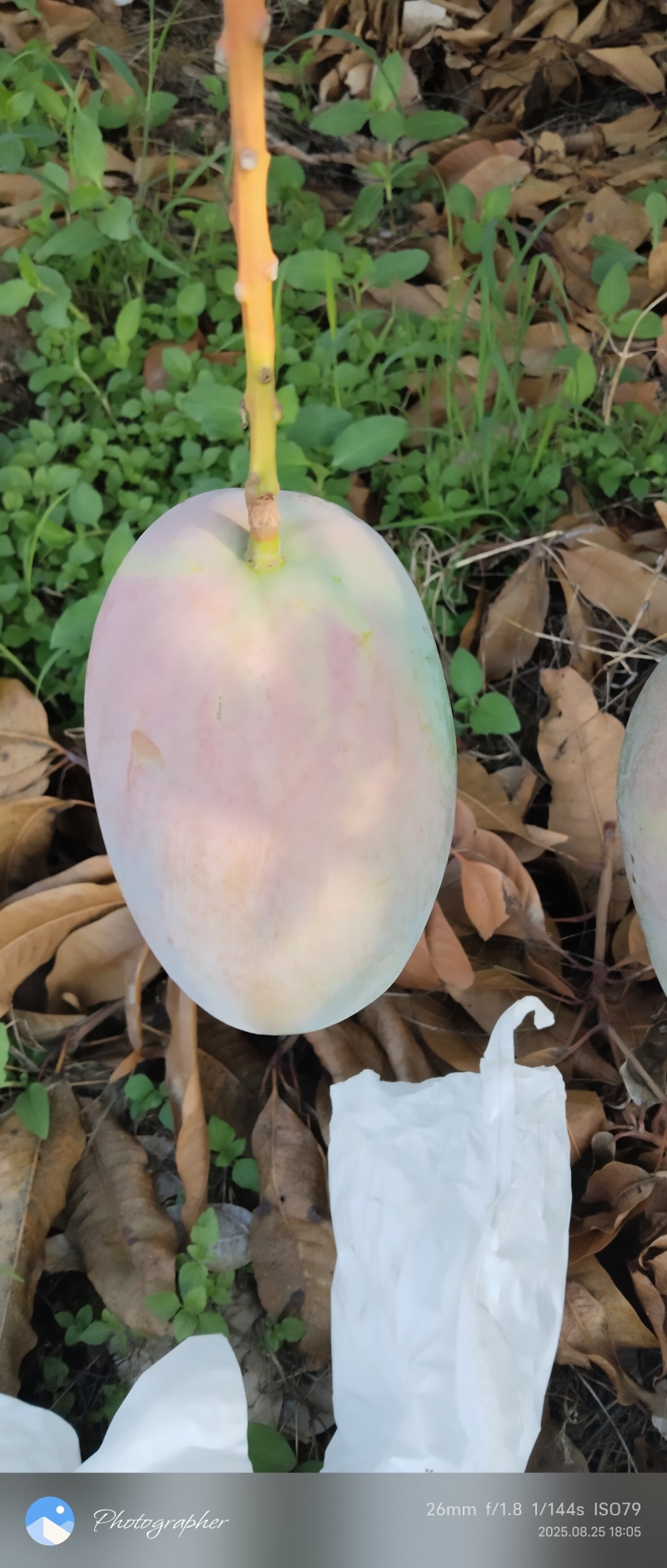 攀枝花凯特芒，欢迎各位老铁前来洽谈，