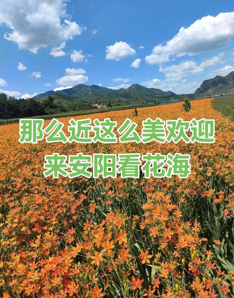 射干，还是射干，今年抄底的射干往年8分今年3分一棵。